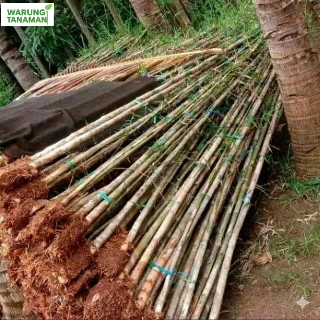 jual pohon bambu jepang